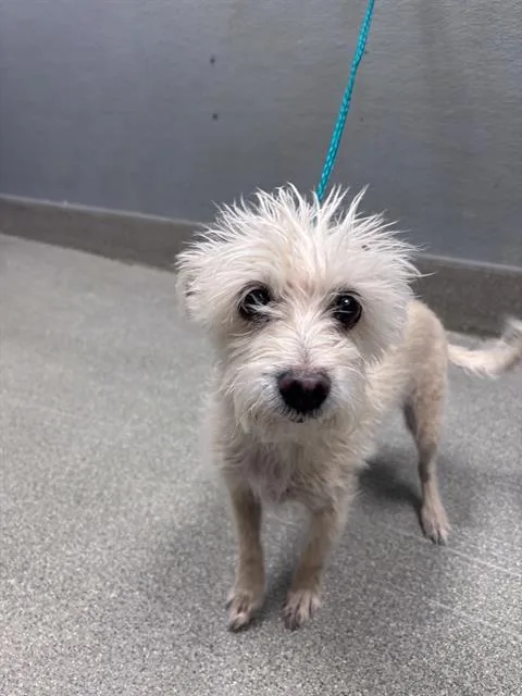 A senior small-sized female Terrier dog named Cookie for adoption in Las Vegas, NV