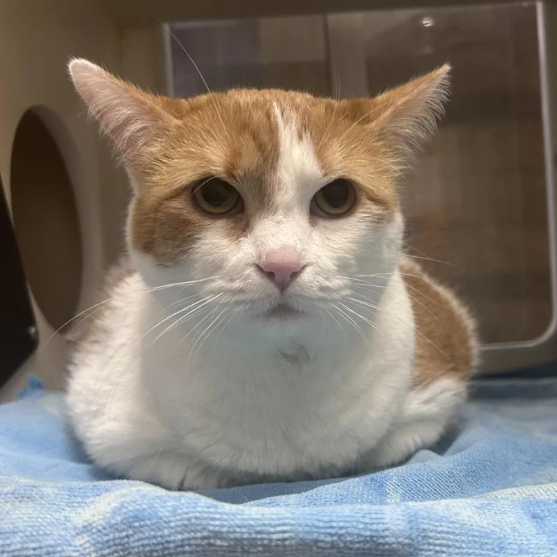 An adult large-sized female White Domestic Short Hair cat named Cookie for adoption in Yuma, AZ
