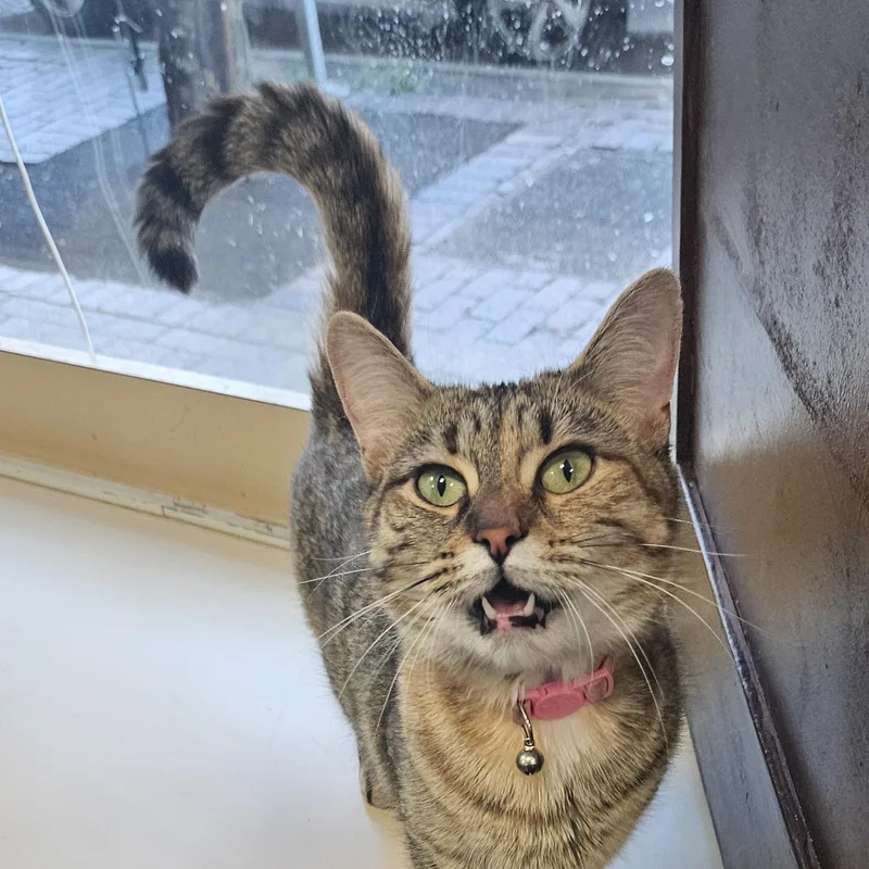 An adult medium-sized female Tabby (Leopard / Spotted) Domestic Short Hair cat named Riley for adoption in Rochester, NY