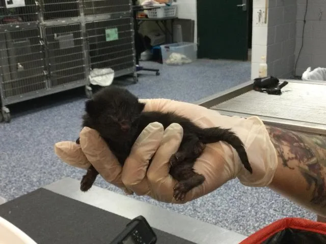 A baby small-sized male Domestic Short Hair cat named Godric for adoption in Thousand Palms, CA