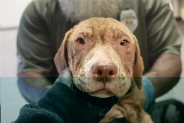 A baby small-sized female Mixed Breed dog named Oop for adoption in Columbia, SC