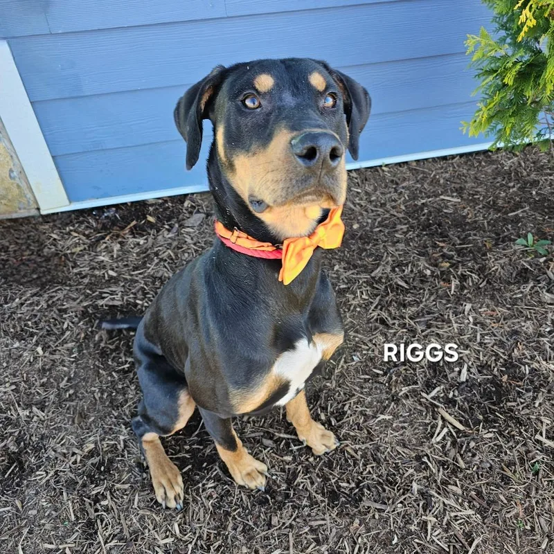 Riggs