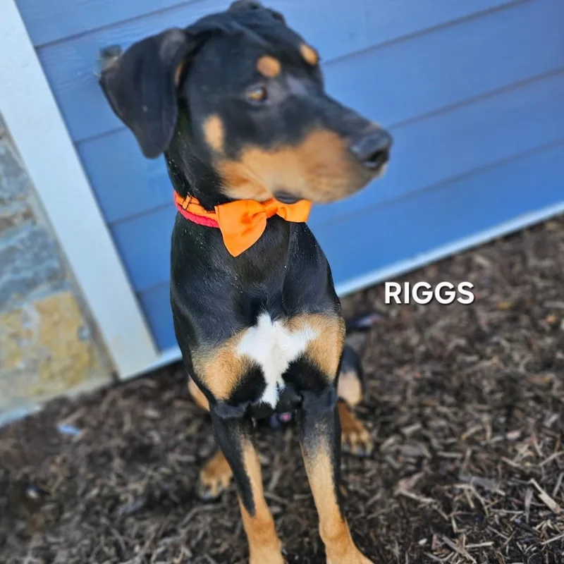 Riggs thumbnail 6