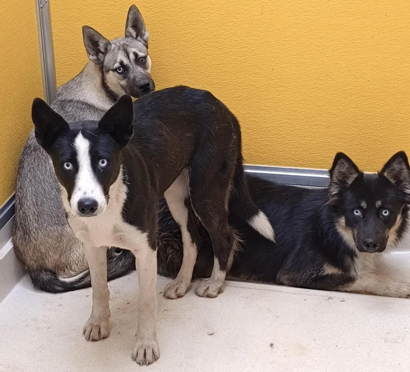 Veryshylaura thumbnail 2