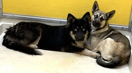 Veryshylaura thumbnail 3