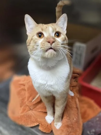 A young large-sized male Domestic Short Hair cat named Dr. Loomis for adoption in Westland, MI