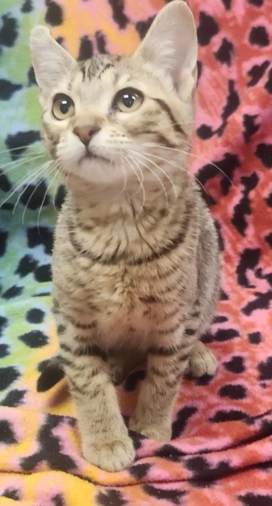 A baby small-sized female Domestic Short Hair cat named Julie for adoption in Little Rock, AR