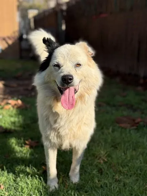 An adult medium-sized male Australian Shepherd dog named Spunky for adoption in Riverside, CA