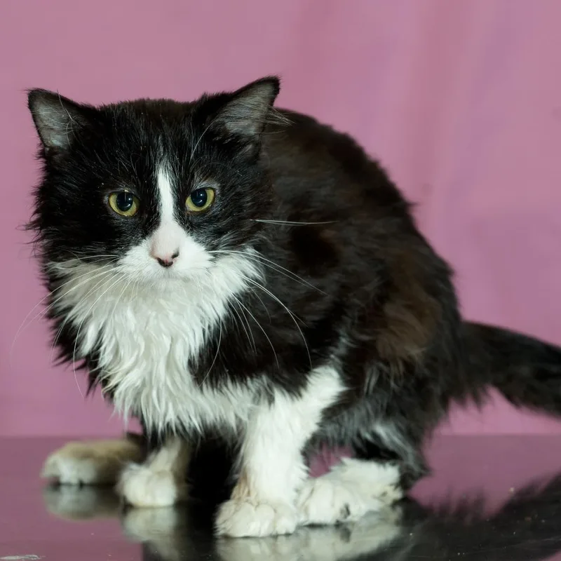 A young medium-sized male Black Domestic Long Hair cat named Horton for adoption in Forest Park, IL