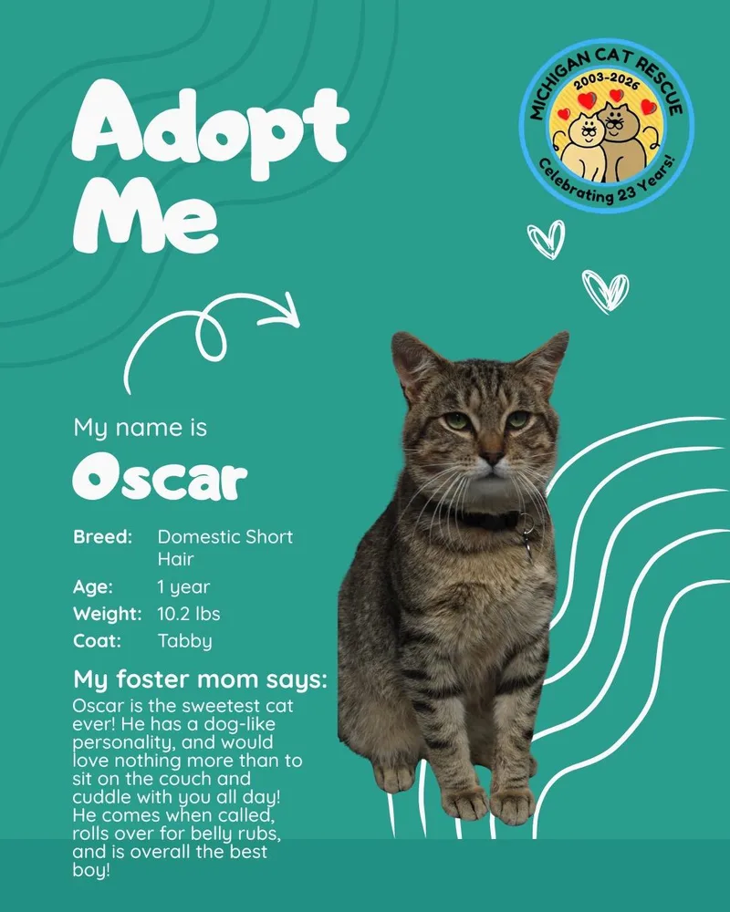 A young medium-sized male Domestic Short Hair cat named Oscar for adoption in St. Clair Shores, MI