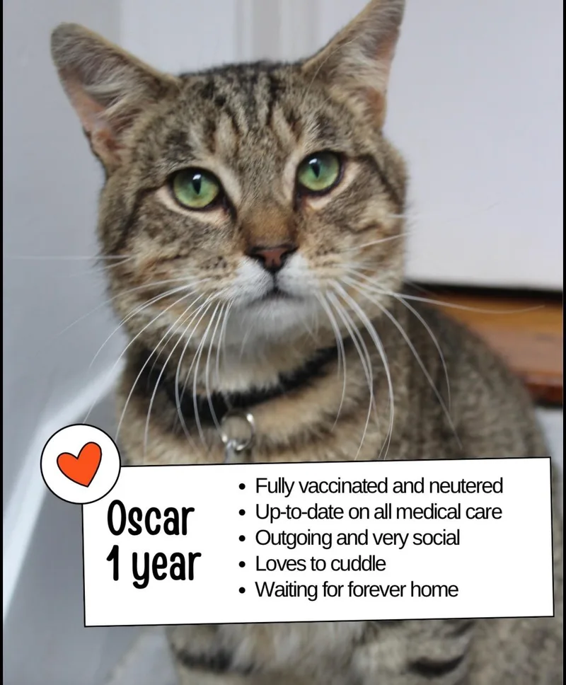 Oscar thumbnail 2