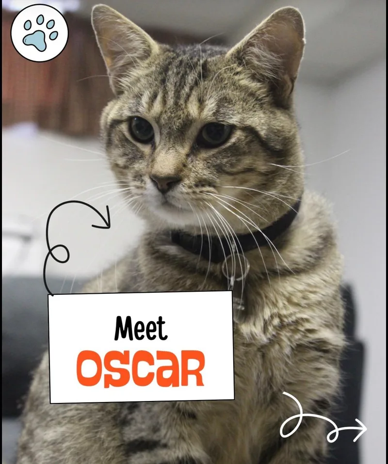 Oscar thumbnail 5