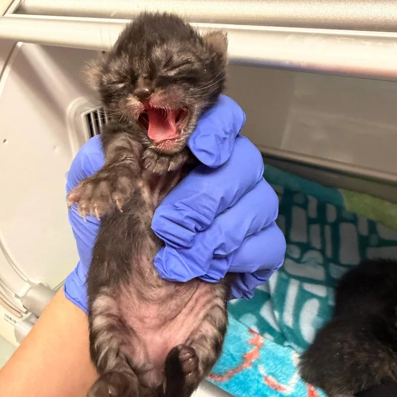 A baby small-sized female Brown / Chocolate Domestic Short Hair cat named Vanderbilt for adoption in Westminster, CA