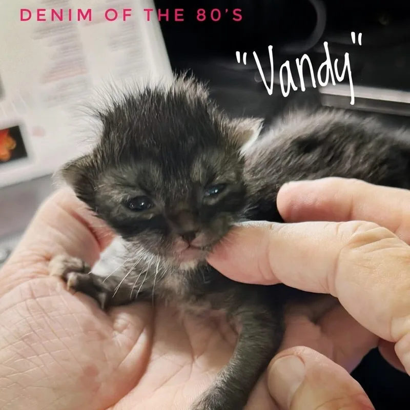 Vanderbilt thumbnail 3