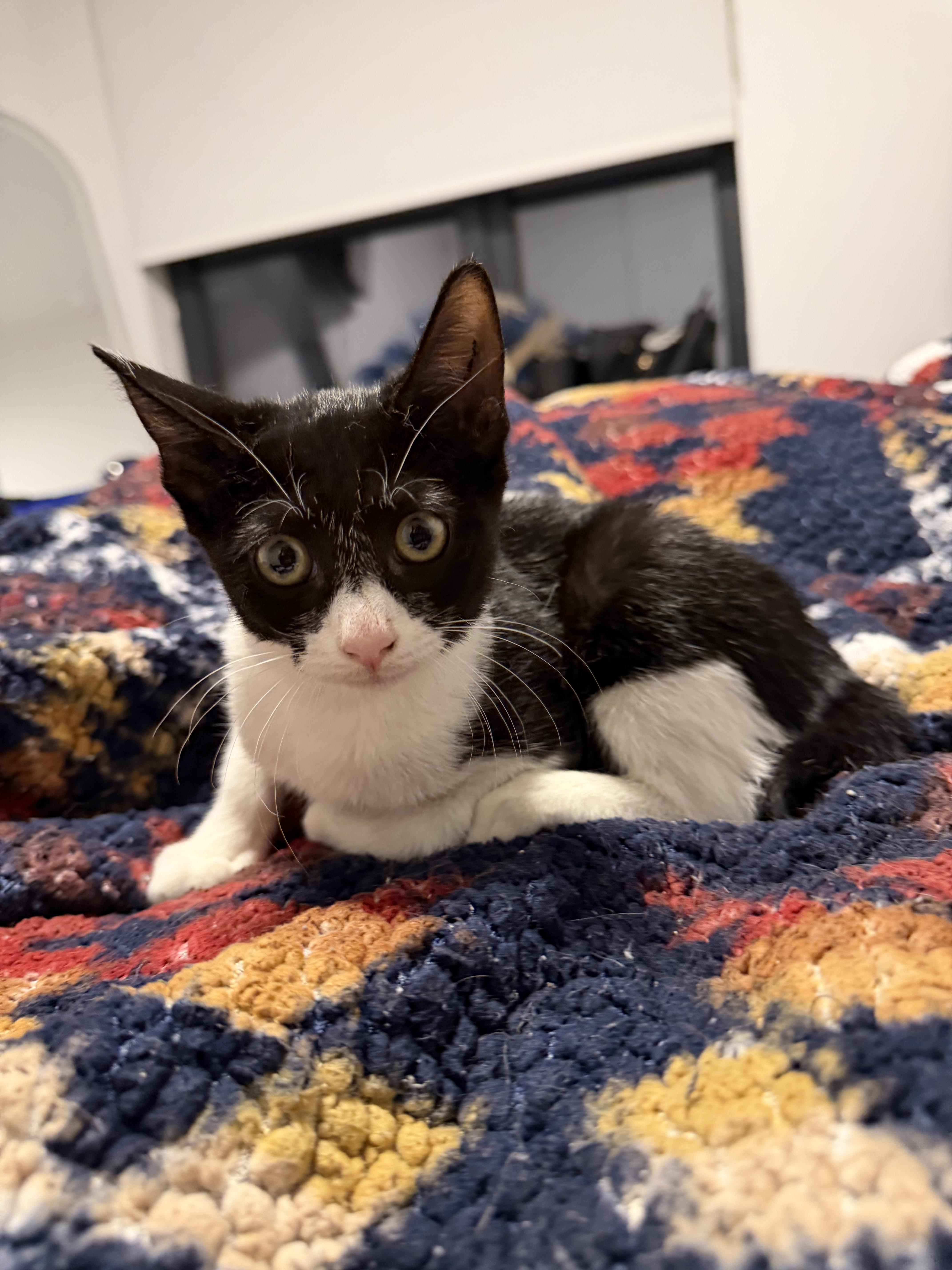 A baby small-sized female Black & White / Tuxedo Domestic Short Hair cat named Rocket for adoption in Bayonne, NJ