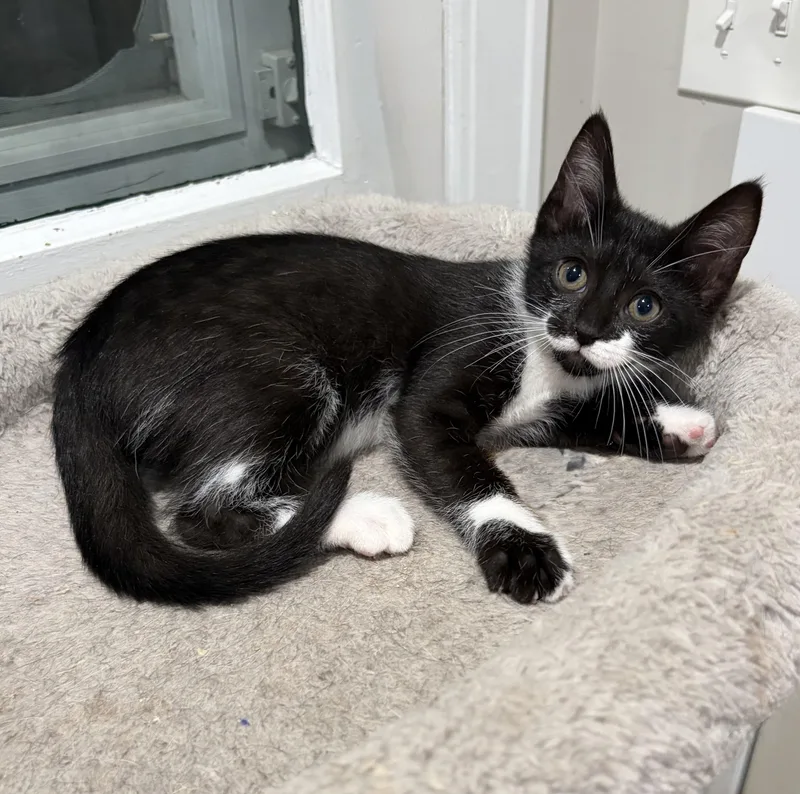 A baby medium-sized female Black & White / Tuxedo Domestic Short Hair cat named Bernadette for adoption in East Amherst, NY