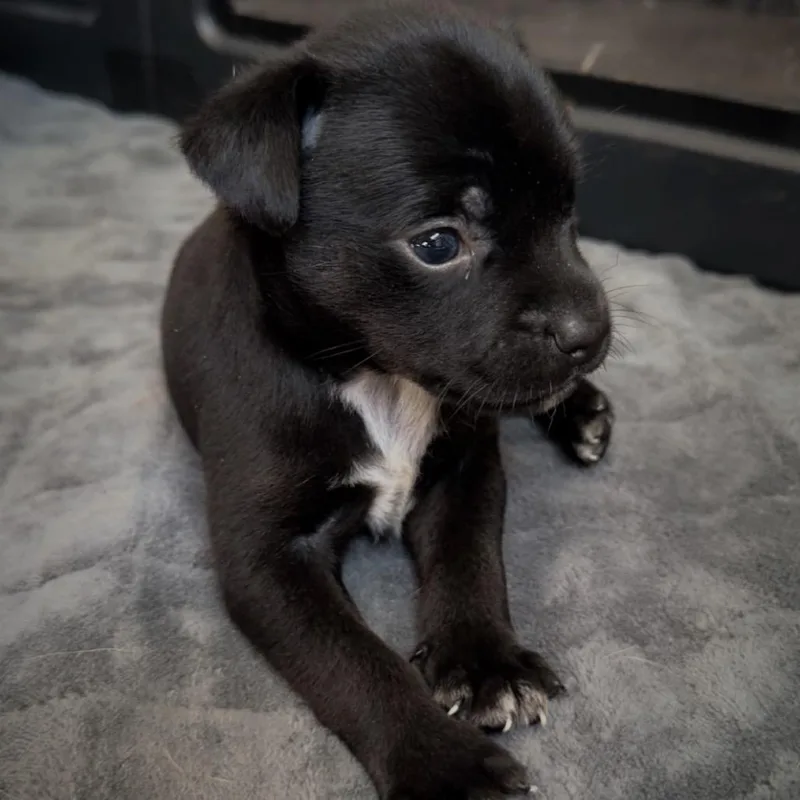 A baby medium-sized male Black Mixed Breed dog named Shot for adoption in St. Charles, MO