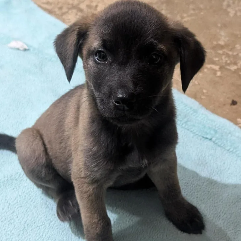 A baby medium-sized female Brown / Chocolate Australian Cattle Dog / Blue Heeler dog named Meadow for adoption in Phoenix, MD