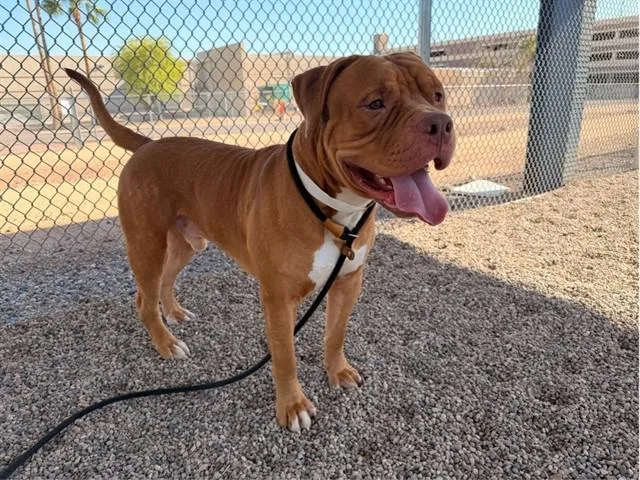 A young large-sized male Dogue de Bordeaux dog named Handsome for adoption in Mesa, AZ