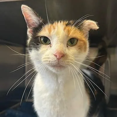 An adult small-sized female Calico Domestic Short Hair cat named Callie for adoption in Knoxville, TN