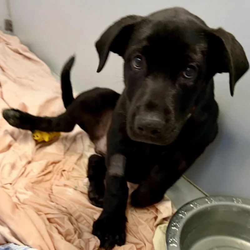 A baby large-sized male Cane Corso dog named Pachy for adoption in Palm Springs, CA