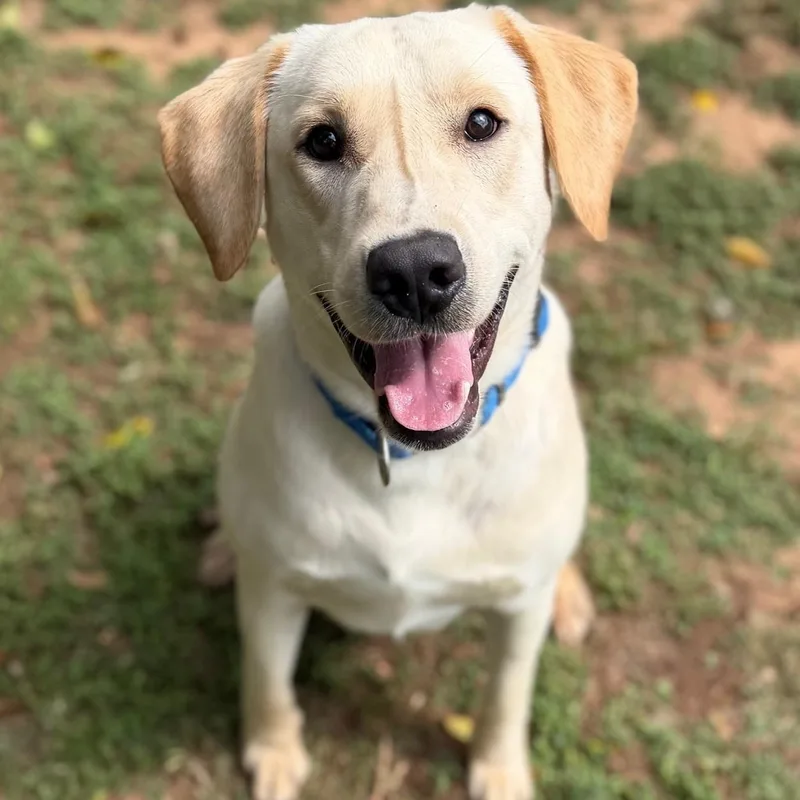 Brooks