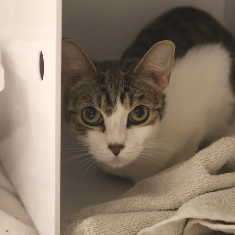 An adult medium-sized female Brown / Chocolate Domestic Short Hair cat named Phoebe for adoption in Briarcliff Manor, NY