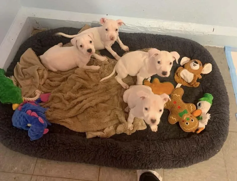 A baby medium-sized female Pit Bull Terrier dog named Coming Soon for adoption in Madison Heights, MI
