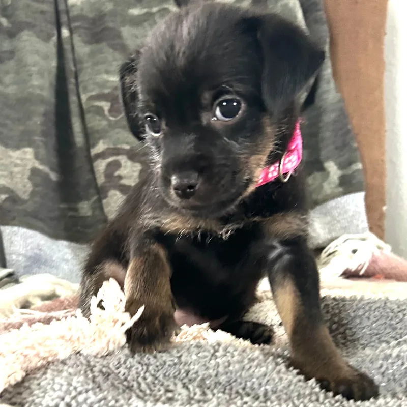 Mocha