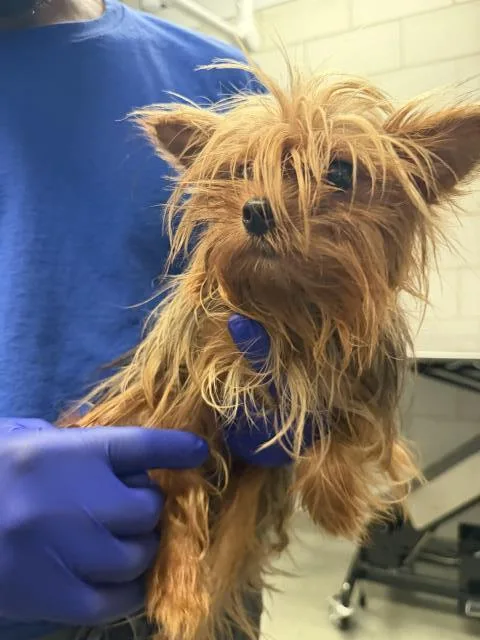 An adult small-sized female Mixed Breed dog named Bt for adoption in Dallas, TX