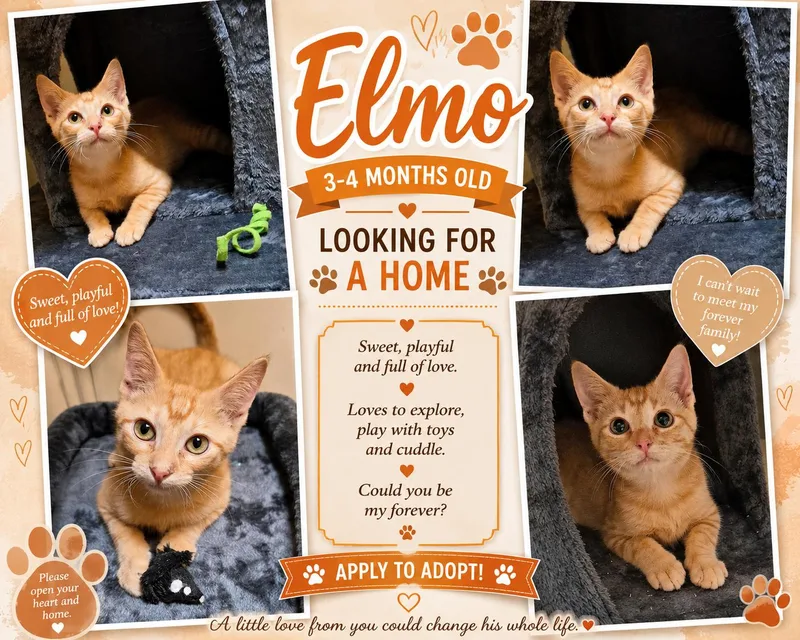 A baby medium-sized male Tabby (Orange / Red) Tabby cat named Elmo for adoption in Fort Worth, TX