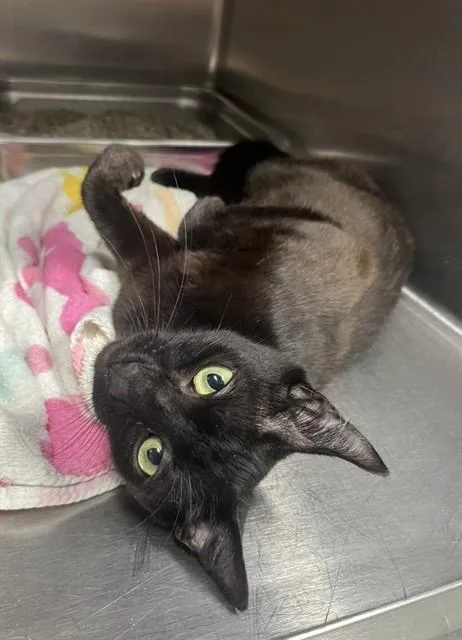 A young small-sized female Domestic Short Hair cat named Tiana for adoption in Augusta, GA