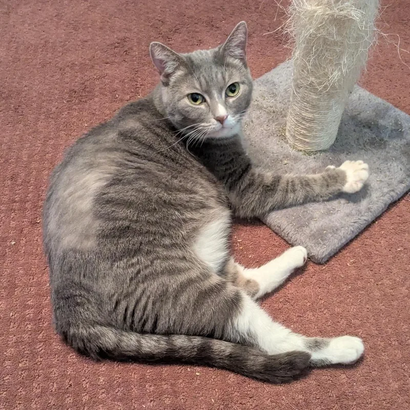 An adult large-sized female Gray / Blue / Silver Domestic Short Hair cat named Miranda for adoption in Gibsonia, PA