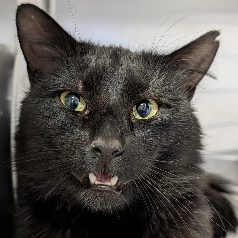 An adult medium-sized male Black Domestic Medium Hair cat named Fortune for adoption in Kennebunk, ME