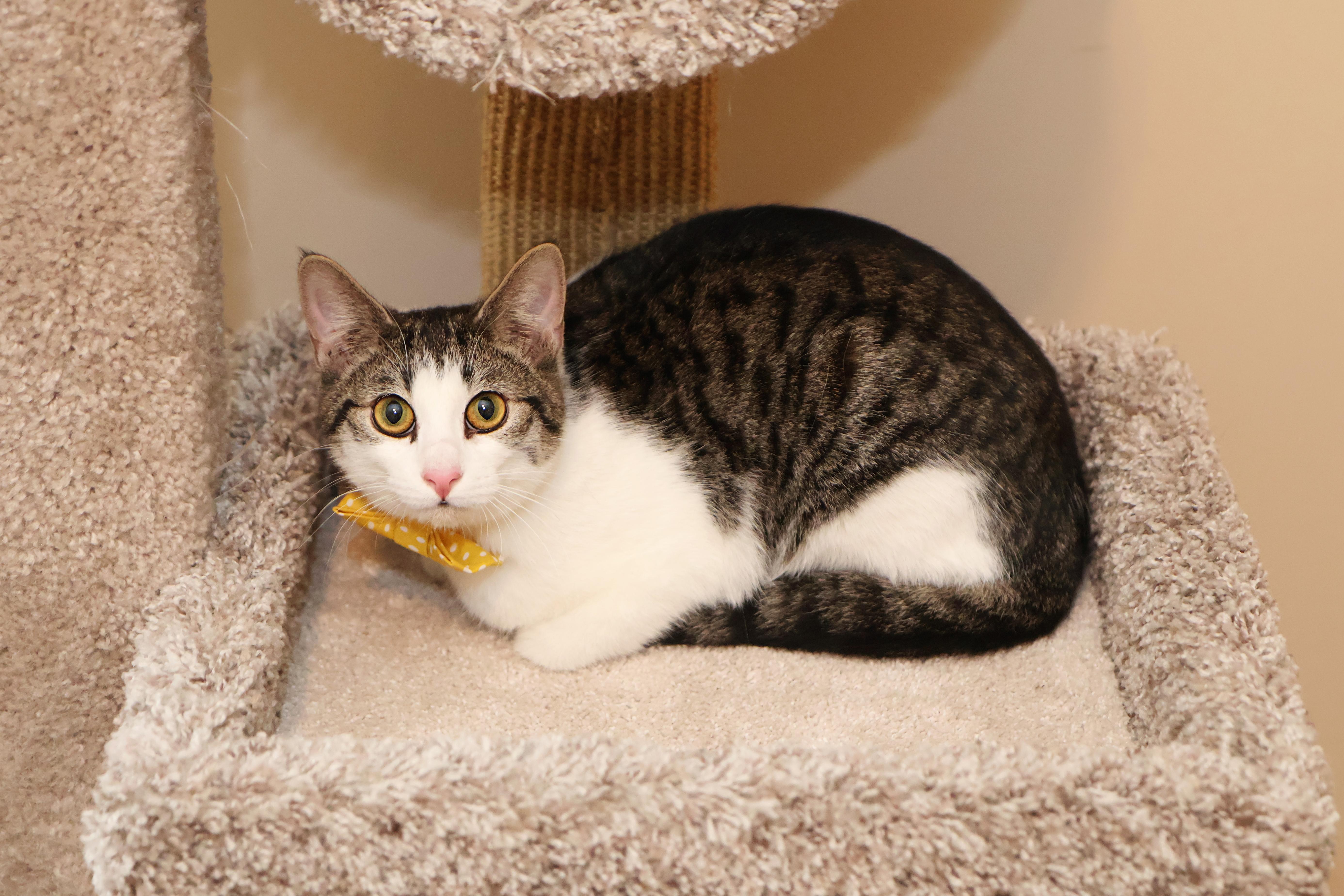 A young small-sized male Tabby (Buff / Tan / Fawn) Tabby cat named Bobby for adoption in Mission, KS