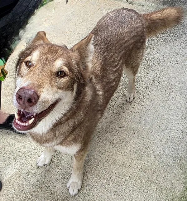 An adult large-sized male Siberian Husky dog named Leonardo for adoption in Oceanside, CA