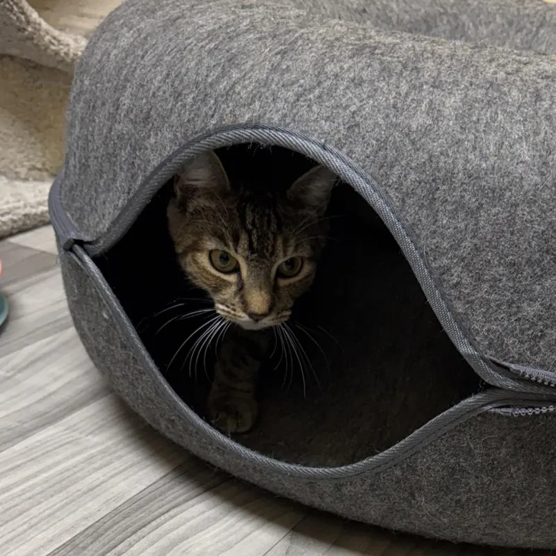 A young medium-sized female Brown / Chocolate Domestic Short Hair cat named Oeana for adoption in Westport, CT