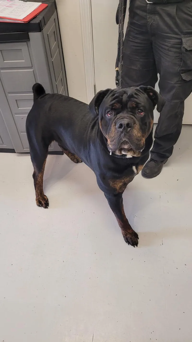 An adult large-sized male Rottweiler dog named Obi for adoption in Mount Gilead, OH
