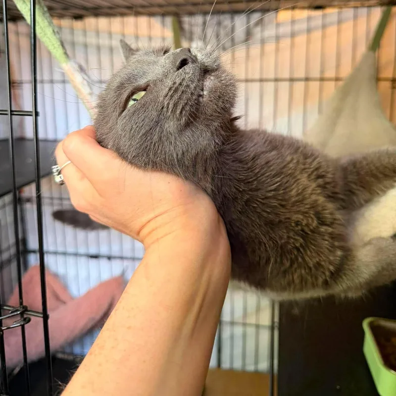 A young medium-sized female Gray / Blue / Silver Domestic Short Hair cat named Graycene for adoption in Royal Oak, MI