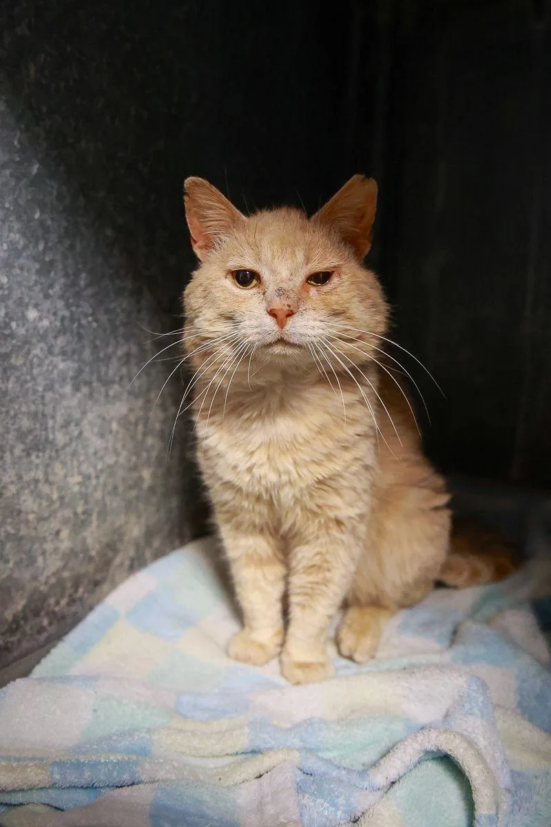 A young medium-sized male Orange / Red Domestic Short Hair cat named Snoopy for adoption in Loogootee, IN