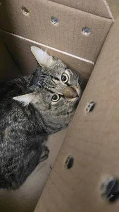A young medium-sized male Black Domestic Medium Hair cat named Gryf for adoption in Wichita, KS