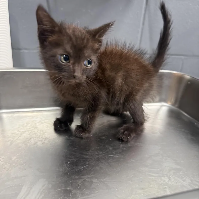 A baby small-sized female Black Domestic Short Hair cat named Lizzy for adoption in Tuscaloosa, AL
