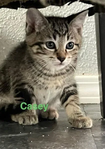 Casey