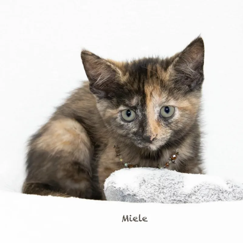 Miele