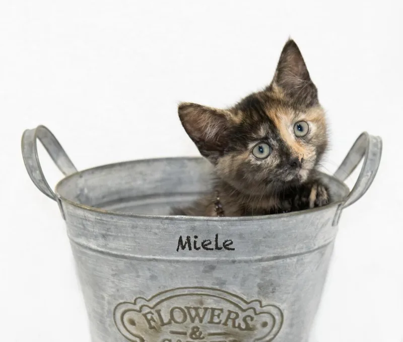 Miele thumbnail 2
