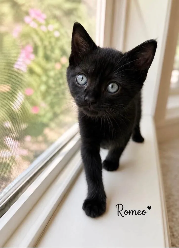 A baby small-sized male Black Domestic Short Hair cat named Romeo for adoption in Vancouver, WA