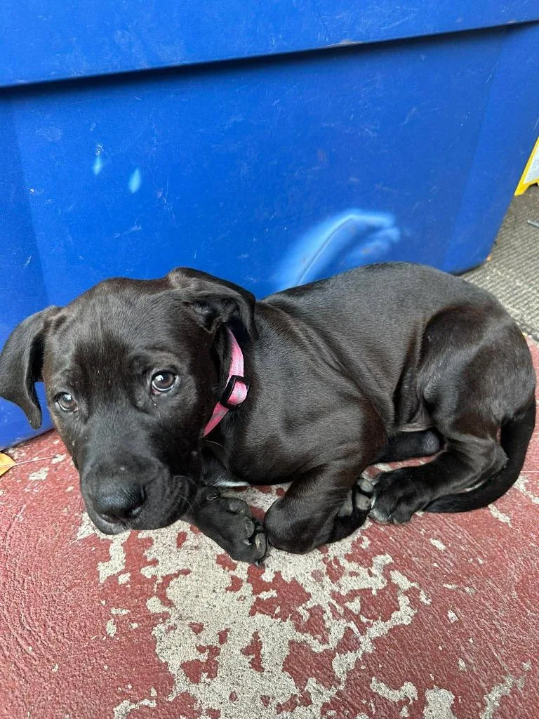 Dozer