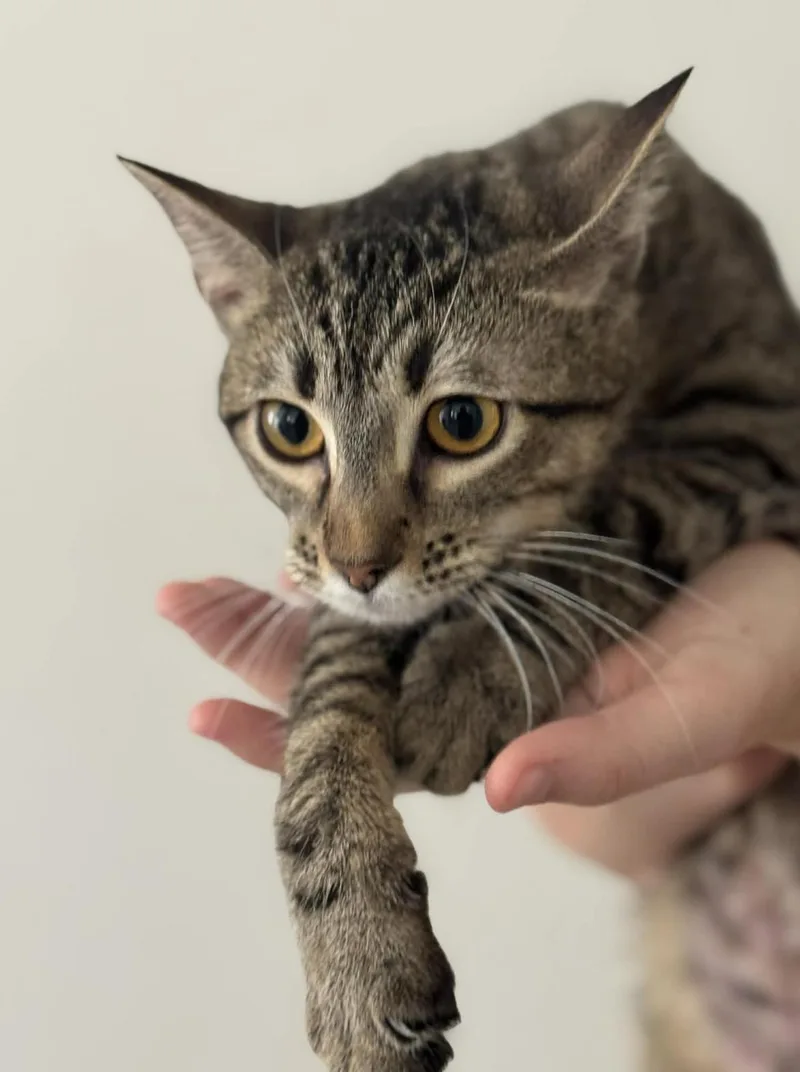 A young small-sized female Tabby cat named Daria for adoption in Allen, TX