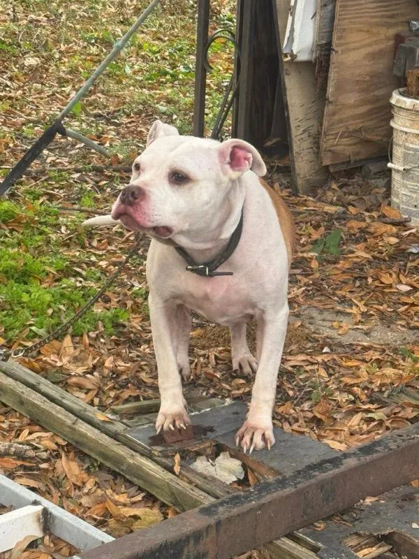 Bradford thumbnail 4