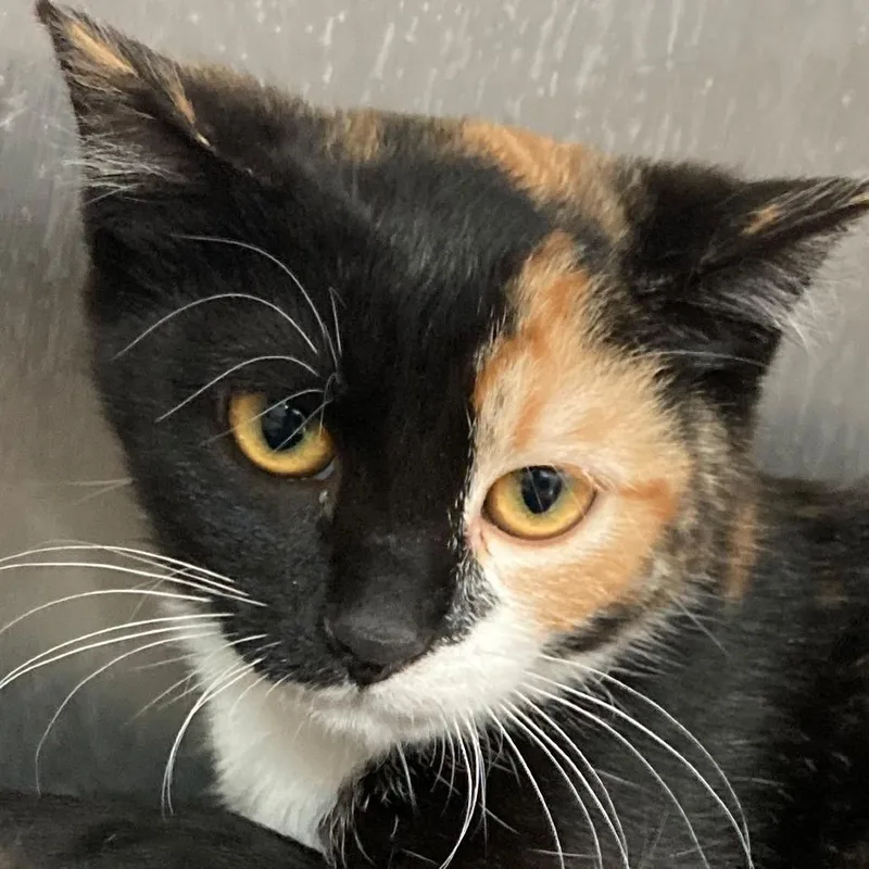 A baby medium-sized female Black Domestic Short Hair cat named Cali for adoption in Buffalo, WY